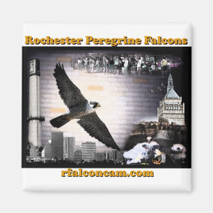 Magnet Rochester Peregrine Falcons