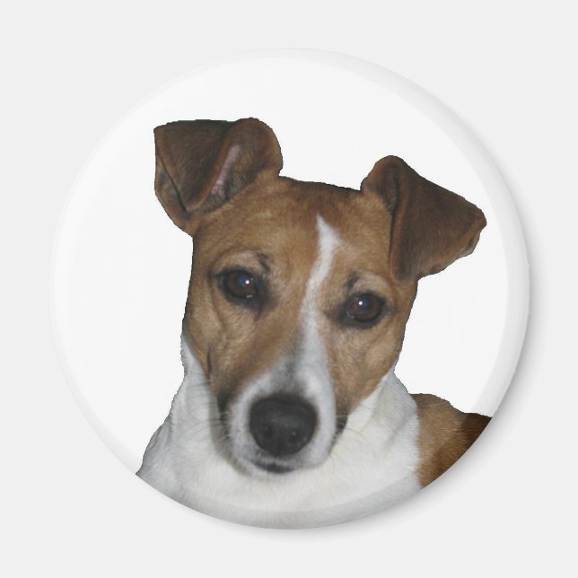 Magnet, round, Jack Russell Terrier Magnet (Front)