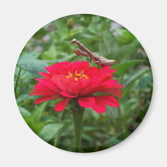 Magnet-round/Praying Mantis & Zinnie Magnet (Front)
