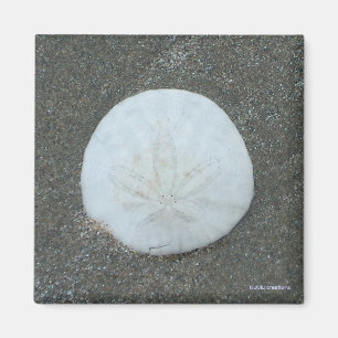 magnet - sand dollar