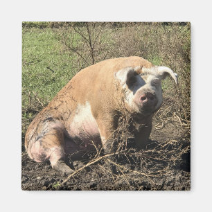 Magnet - Sheila my Big Fat Pig