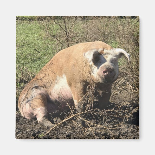 Magnet -  Sheila my Big Fat Pig (Front)