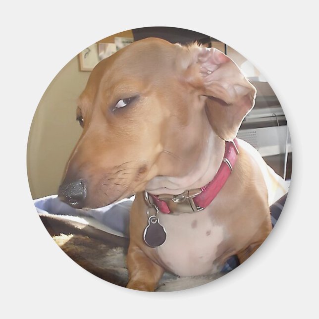Magnet Side Eye Dog Meme (Front)