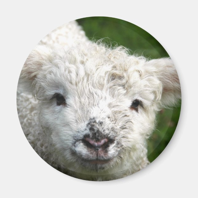 Magnet - Spring Lamb (Front)