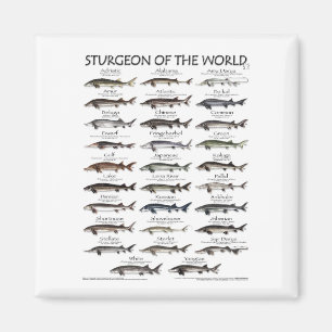 MAGNET -STURGEON OF THE WORLD POSTER 