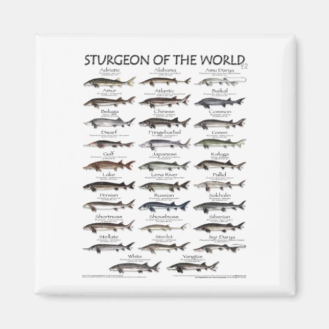 MAGNET -STURGEON OF THE WORLD POSTER  (Front)