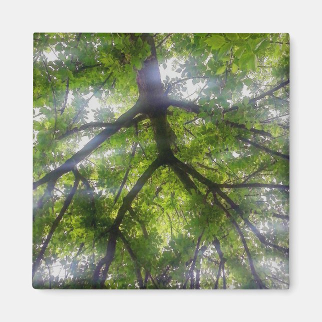 Magnet - Sun Trees (Ohio) (Front)