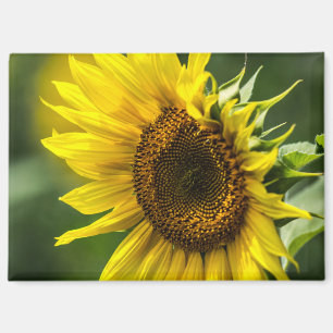 Magnet - Sunlit Sunflower