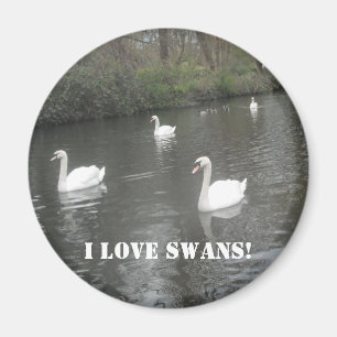 Magnet Swans Swimming, I Love Swans