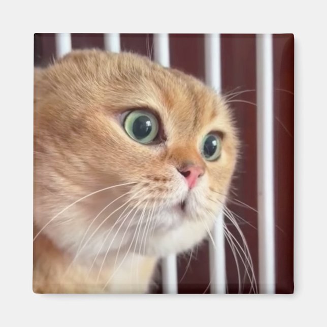Magnet Talking Cats Meme (Front)