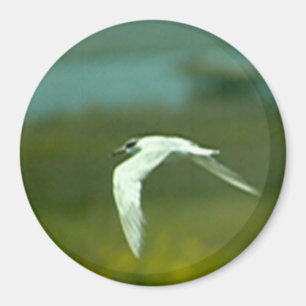 Magnet - Tern in Flight