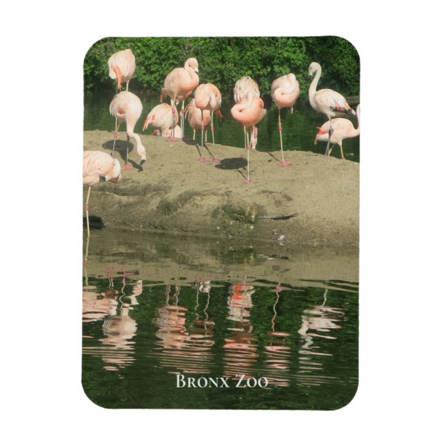 Magnet -  the Flamingos at the Bronx Zoo (Vertical)