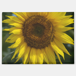 Magnet - The Yellow Sunflower 
