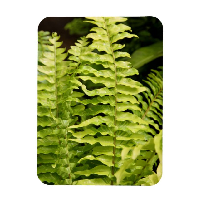 Magnet - Tiger Fern (Vertical)