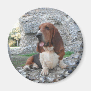 Magnet With Basset Hound Castle Ruins Visit