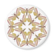 Magnet with beautiful hawk moths