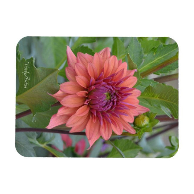 Magnet with blush dahlia (Horizontal)