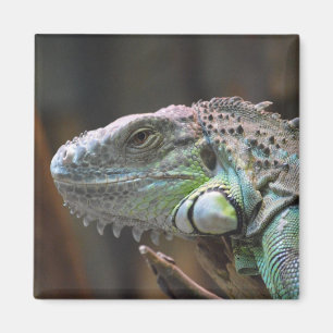 Magnet with head of colourful Iguana lizard