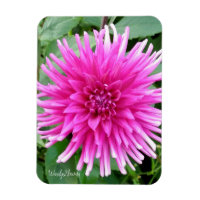 Magnet with pink cactus dahlia with white tips