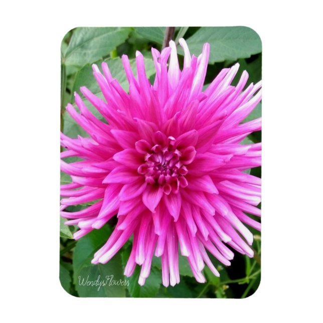 Magnet with pink cactus dahlia with white tips (Vertical)