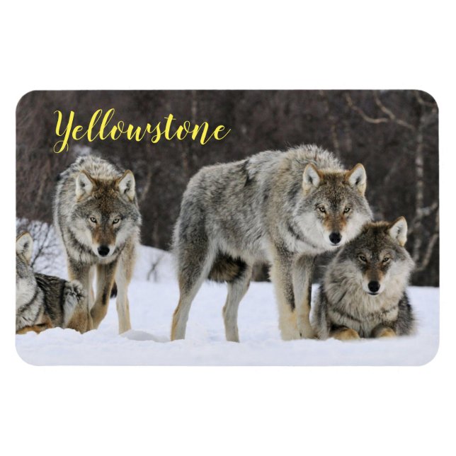 Magnet-Yellowstone Wolf Magnet (Horizontal)