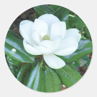 Magnificant Magnolia Classic Round Sticker