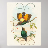 Magnificent Bird of Paradise by John Gould