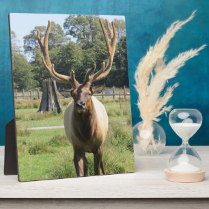 Magnificent Bull Elk on 8"x10" easel plaque