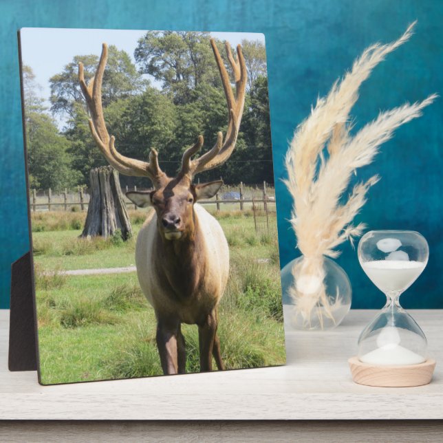 Magnificent Bull Elk on 8"x10" easel plaque (Side)