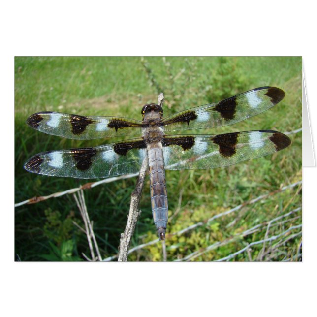 Magnificent Dragonfly (Front Horizontal)