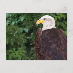 Magnificent Eagle Postcard