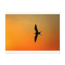 Magnificent frigate bird flying orange sunset