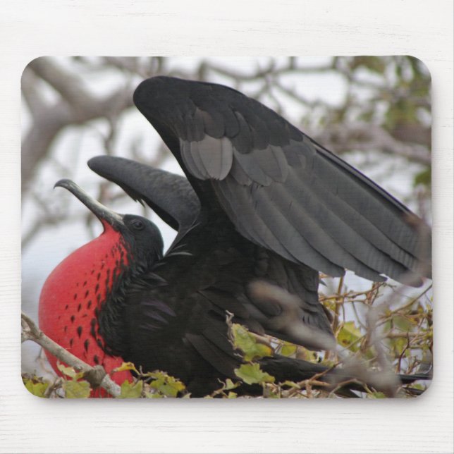 Magnificent Frigate Bird Mouse Pad (Front)