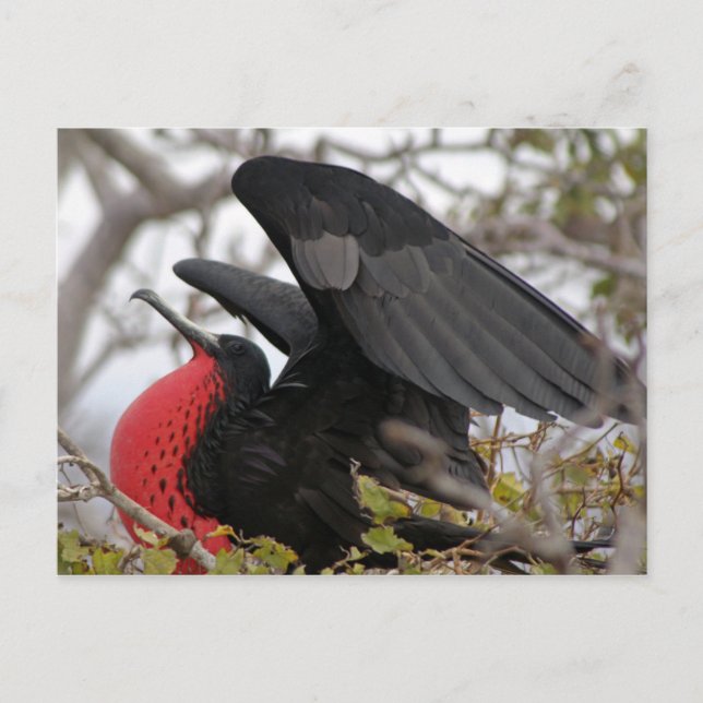 Magnificent Frigate Bird Postcard (Front)