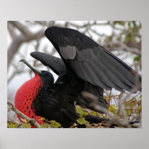Magnificent Frigate Bird Poster