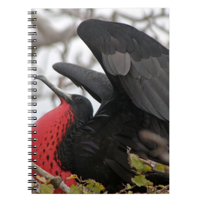 Magnificent Frigate Bird Spiral Notebook (Front)