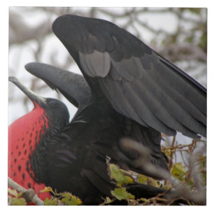 Magnificent Frigate Bird Tile