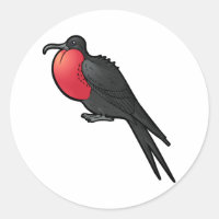 Magnificent Frigatebird