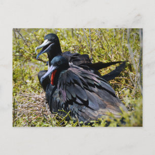 Magnificent Frigatebirds in Love Postcard
