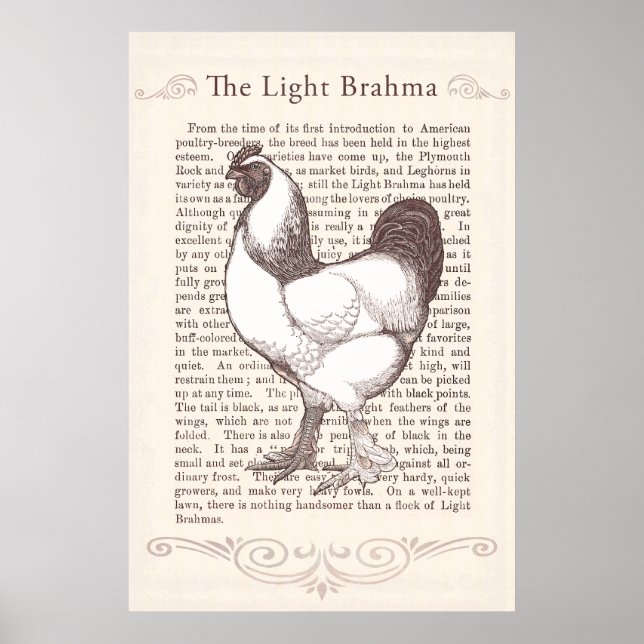 Magnificent Light Brahma Rooster Country Kitchen Poster (Front)