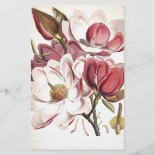 Magnificent Magnolia Stationery