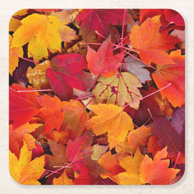 Magnificent Maple Leaves Square Paper Coaster (Front)