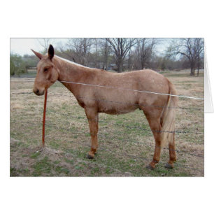Magnificent Mule! customise it!