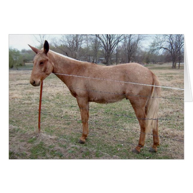 Magnificent Mule! customise it! (Front Horizontal)