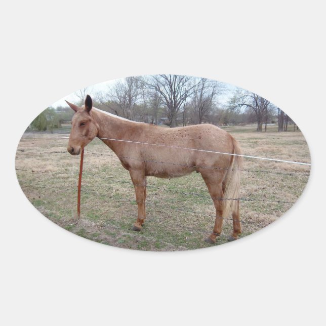Magnificent Mule! Oval Sticker (Front)