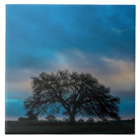 Magnificent Oak Tree Photography