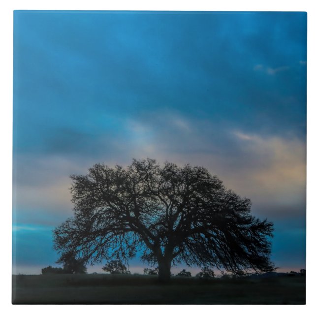 Magnificent Oak Tree Photography Tile (Front)