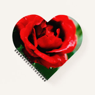 Magnificent red rose with morning dew drops notebook
