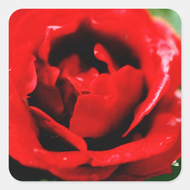 Magnificent red rose with morning dew drops   square sticker (Front)