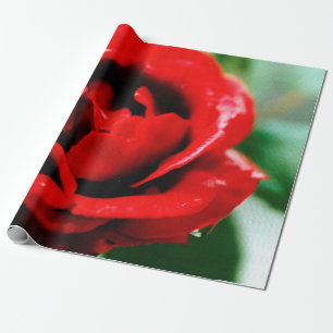 Magnificent red rose with morning dew drops  wrapping paper